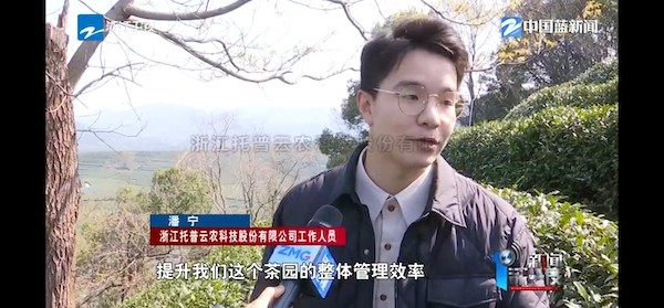 春茶开采正当时！揭秘托普云农如何用科技“制”出一杯数字好茶