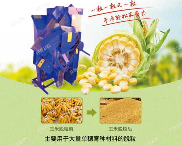 高净度玉米单穗脱?；蚜ＰЧ故?/></p><p style=