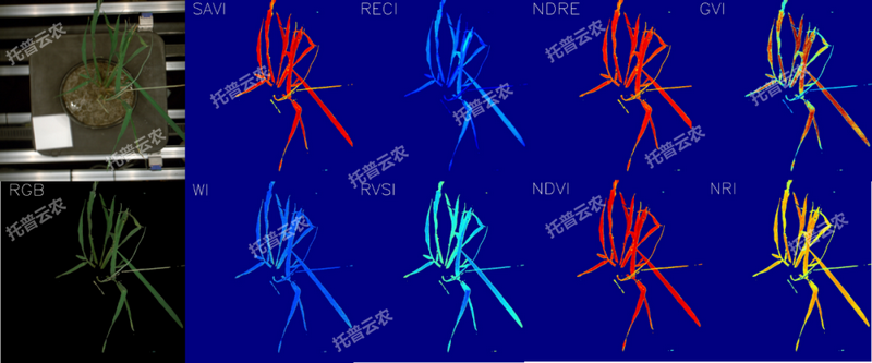 逆境模拟及植物生长监测平台-高光谱成像与指数分析结果.png